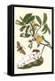 Custard Apple and Flower Moth-Maria Sibylla Merian-Framed Stretched Canvas