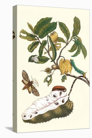 Custard Apple and Flower Moth-Maria Sibylla Merian-Stretched Canvas