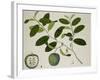 Custard Apple-null-Framed Giclee Print