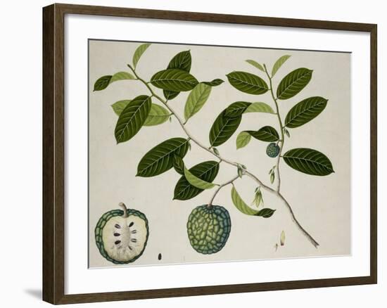 Custard Apple-null-Framed Giclee Print