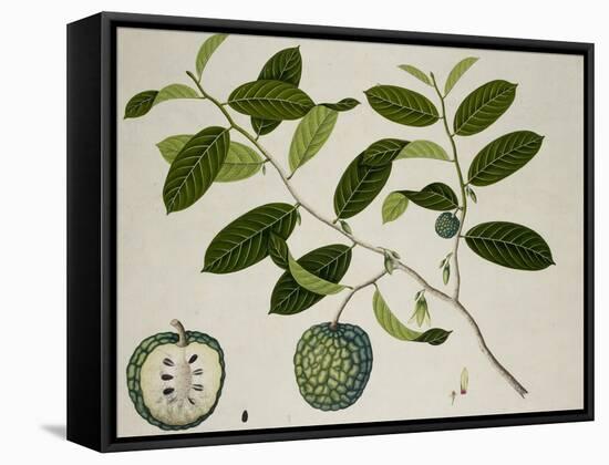 Custard Apple-null-Framed Stretched Canvas