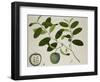 Custard Apple-null-Framed Giclee Print