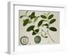 Custard Apple-null-Framed Giclee Print