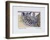 Custard the Kitten, 2005-Joan Thewsey-Framed Giclee Print