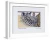 Custard the Kitten, 2005-Joan Thewsey-Framed Giclee Print