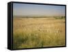 Custer's Last Stand Battlefield, Custer's Grave Site Marked by Dark Shield on Stone, Montana, USA-Geoff Renner-Framed Stretched Canvas