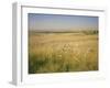 Custer's Last Stand Battlefield, Custer's Grave Site Marked by Dark Shield on Stone, Montana, USA-Geoff Renner-Framed Photographic Print