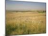 Custer's Last Stand Battlefield, Custer's Grave Site Marked by Dark Shield on Stone, Montana, USA-Geoff Renner-Mounted Photographic Print