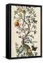 Custom Chinoiserie Natura I (SM)-Naomi McCavitt-Framed Stretched Canvas