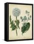 Custom Cottage Florals III (DA)-Sydenham Edwards-Framed Stretched Canvas