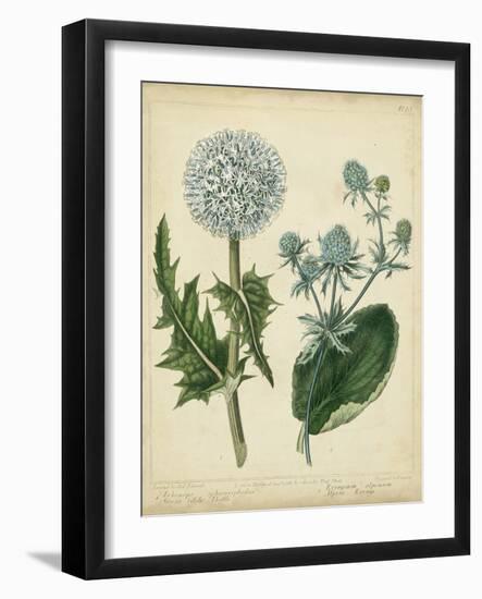 Custom Cottage Florals III (DA)-Sydenham Edwards-Framed Art Print