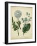 Custom Cottage Florals III (DA)-Sydenham Edwards-Framed Art Print