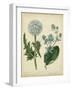 Custom Cottage Florals III (DA)-Sydenham Edwards-Framed Art Print