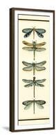 Custom Dragonfly Collector I (HH)-Chariklia Zarris-Framed Premium Giclee Print