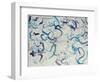 Custom Scribble-Kari Taylor-Framed Giclee Print