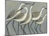 Custom Shore Birds II (AH)-Norman Wyatt-Mounted Art Print