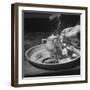 Customer Cooking Up the Opium to Prepare It For Smoking-George Lacks-Framed Photographic Print