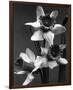 Cut Daffodils-null-Framed Premium Giclee Print