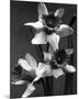 Cut Daffodils-null-Mounted Premium Giclee Print