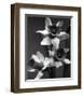 Cut Daffodils-null-Framed Premium Giclee Print