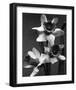 Cut Daffodils-null-Framed Premium Giclee Print