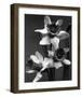 Cut Daffodils-null-Framed Premium Giclee Print