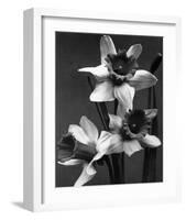 Cut Daffodils-null-Framed Premium Giclee Print