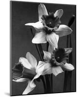 Cut Daffodils-null-Mounted Premium Giclee Print