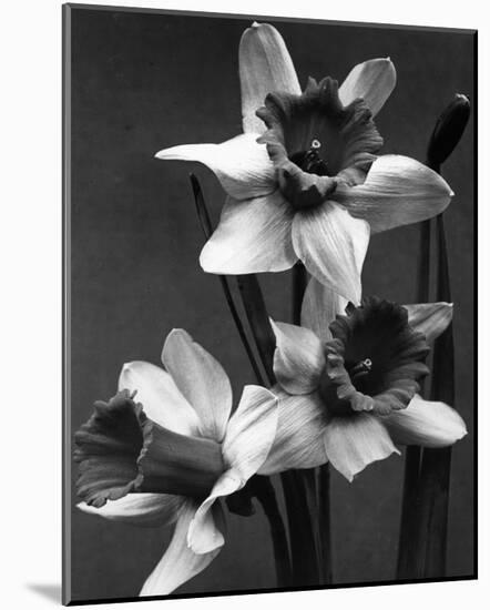 Cut Daffodils-null-Mounted Premium Giclee Print