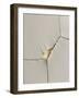 Cut I-Alma-Framed Photographic Print