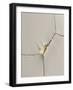 Cut I-Alma-Framed Photographic Print