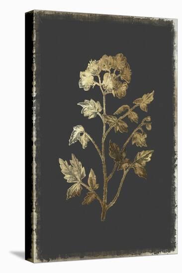 Cut Leaved Phacelia-PI Collection-Stretched Canvas