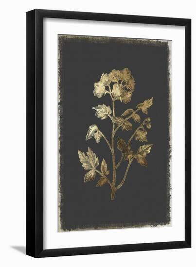 Cut Leaved Phacelia-PI Collection-Framed Art Print