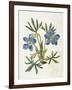 Cut-Leaved Violet or Bird'S-Foot Violet or Crowfoot Violet-William Curtis-Framed Photographic Print