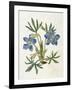 Cut-Leaved Violet or Bird'S-Foot Violet or Crowfoot Violet-William Curtis-Framed Photographic Print