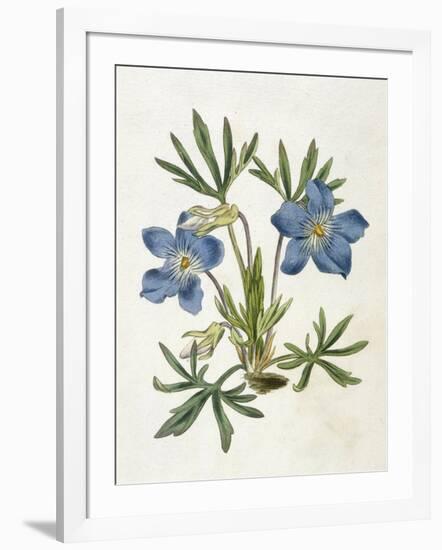 Cut-Leaved Violet or Bird'S-Foot Violet or Crowfoot Violet-William Curtis-Framed Premium Photographic Print