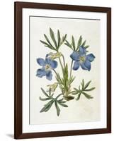 Cut-Leaved Violet or Bird'S-Foot Violet or Crowfoot Violet-William Curtis-Framed Premium Photographic Print