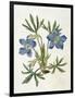 Cut-Leaved Violet or Bird'S-Foot Violet or Crowfoot Violet-William Curtis-Framed Photographic Print