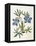 Cut-Leaved Violet or Bird'S-Foot Violet or Crowfoot Violet-William Curtis-Framed Stretched Canvas