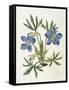 Cut-Leaved Violet or Bird'S-Foot Violet or Crowfoot Violet-William Curtis-Framed Stretched Canvas