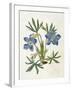 Cut-Leaved Violet or Bird'S-Foot Violet or Crowfoot Violet-William Curtis-Framed Photographic Print