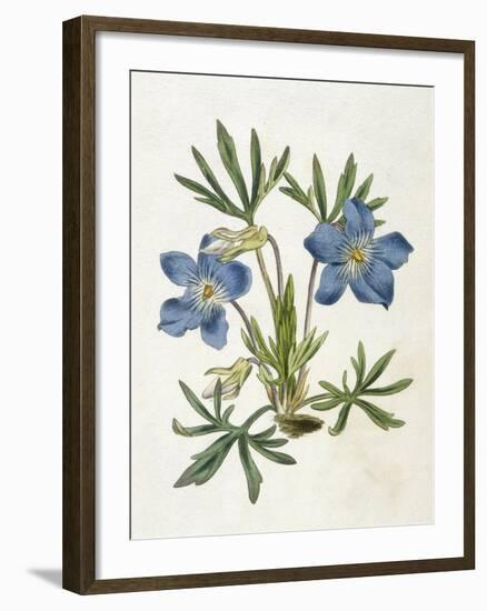 Cut-Leaved Violet or Bird'S-Foot Violet or Crowfoot Violet-William Curtis-Framed Photographic Print