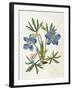 Cut-Leaved Violet or Bird'S-Foot Violet or Crowfoot Violet-William Curtis-Framed Photographic Print