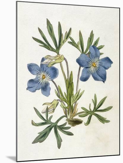 Cut-Leaved Violet or Bird'S-Foot Violet or Crowfoot Violet-William Curtis-Mounted Photographic Print