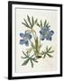 Cut-Leaved Violet or Bird'S-Foot Violet or Crowfoot Violet-William Curtis-Framed Photographic Print