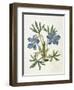 Cut-Leaved Violet or Bird'S-Foot Violet or Crowfoot Violet-William Curtis-Framed Photographic Print