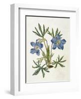 Cut-Leaved Violet or Bird'S-Foot Violet or Crowfoot Violet-William Curtis-Framed Photographic Print