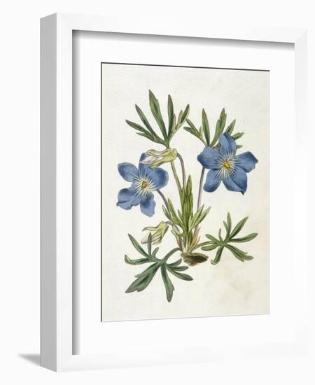 Cut-Leaved Violet or Bird'S-Foot Violet or Crowfoot Violet-William Curtis-Framed Photographic Print