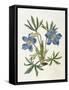 Cut-Leaved Violet or Bird'S-Foot Violet or Crowfoot Violet-William Curtis-Framed Stretched Canvas