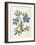 Cut-Leaved Violet or Bird'S-Foot Violet or Crowfoot Violet-William Curtis-Framed Photographic Print